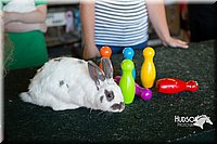LCFAIR15-7902.jpg