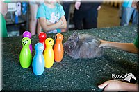 LCFAIR15-7932.jpg