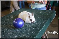 LCFAIR15-7948.jpg