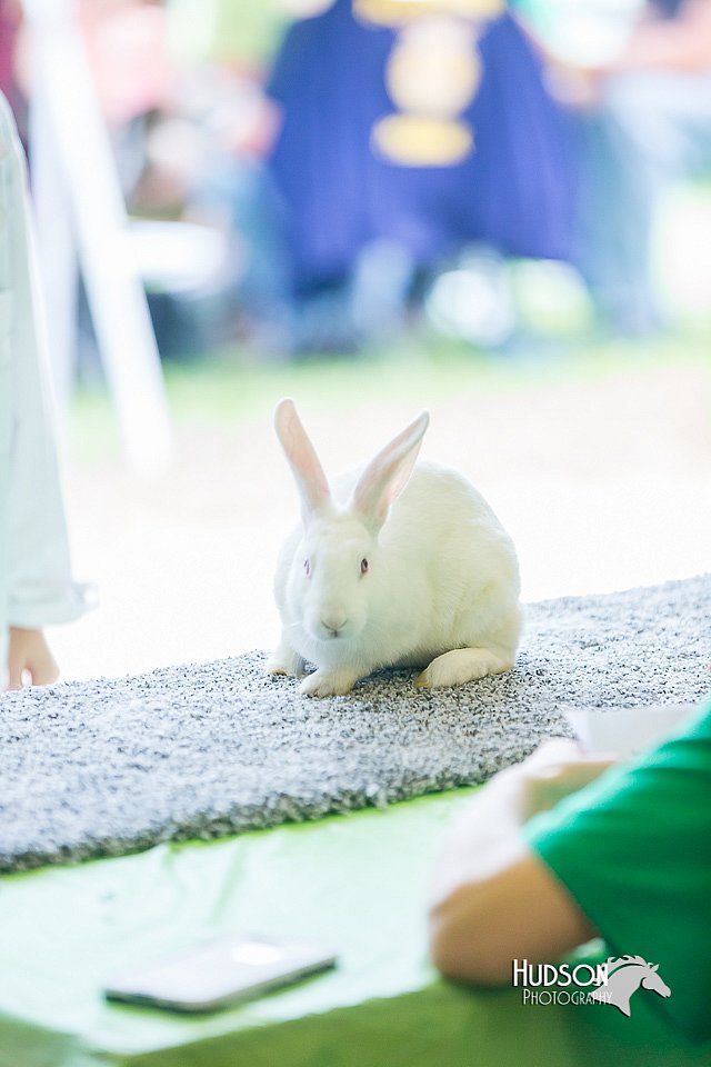 LCFair2016-0276.jpg