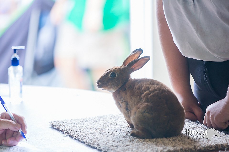 LCFair2016-0389.jpg