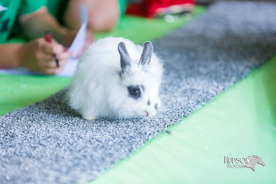 LCFair2016-0440.jpg