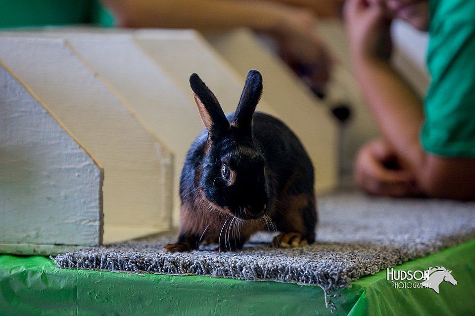 LCFair2016-0565.jpg