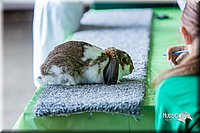 LCFair2016-0156.jpg