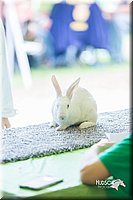 LCFair2016-0276.jpg