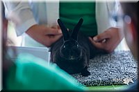 LCFair2016-0321.jpg
