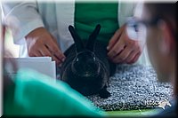 LCFair2016-0322.jpg