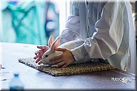 LCFair2016-0415.jpg