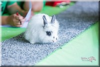 LCFair2016-0440.jpg
