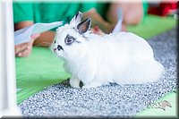 LCFair2016-0442.jpg
