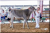 LCFair2016-1116.jpg