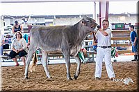 LCFair2016-1117.jpg