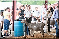 LCFair2016-1438.jpg