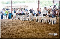 LCFair2016-1514.jpg