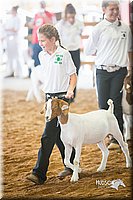 LCFair2016-1526.jpg