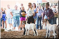LCFair2016-1554.jpg