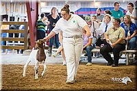 LCFair2016-1641.jpg