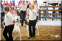 LCFair2016-1649.jpg