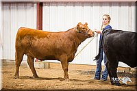 LCFair2016-1860.jpg