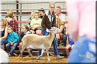 LCFair2016-2329.jpg