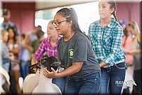 LCFair2016-2345.jpg