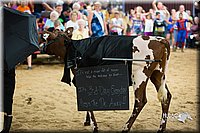 LCFair2016-3930.jpg