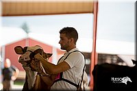 LCFair2016-4271.jpg