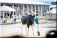 LCFair2016-4273.jpg