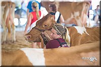 LCFair2016-4456.jpg