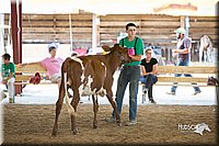 LCFair2016-4528.jpg