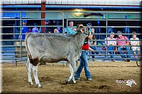 LCFair2016-5080.jpg