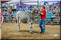 LCFair2016-5109.jpg