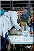 LCFair2016-5209.jpg