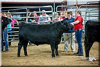 LCFair2016-5325.jpg