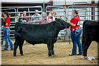 LCFair2016-5331.jpg