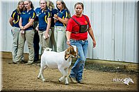 LCFair2016-5362.jpg