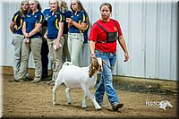 LCFair2016-5363.jpg