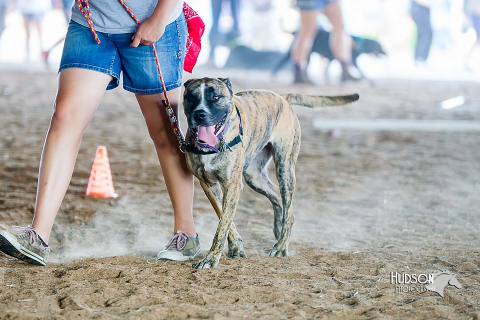 LCFair2016-4856.jpg