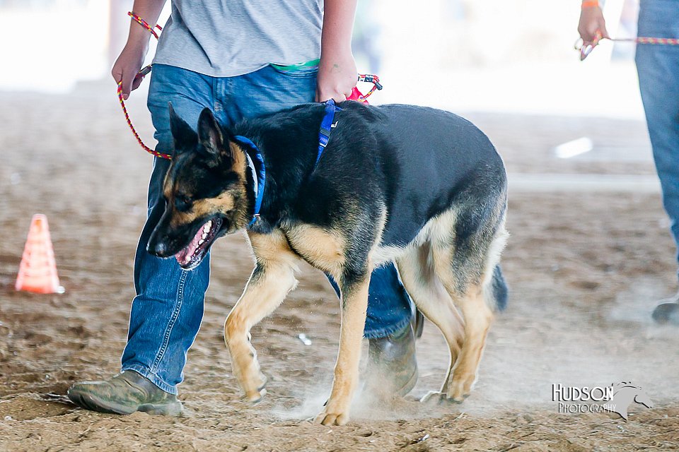 LCFair2016-4864.jpg
