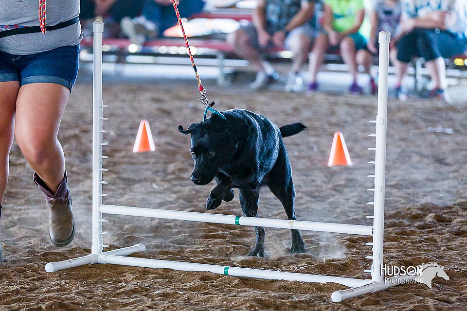 LCFair2016-4909.jpg