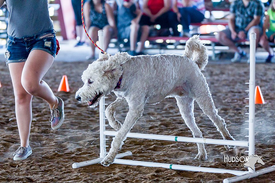 LCFair2016-4918.jpg