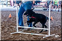 LCFair2016-4914.jpg