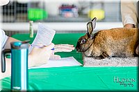 LCFAIR17-0587.jpg