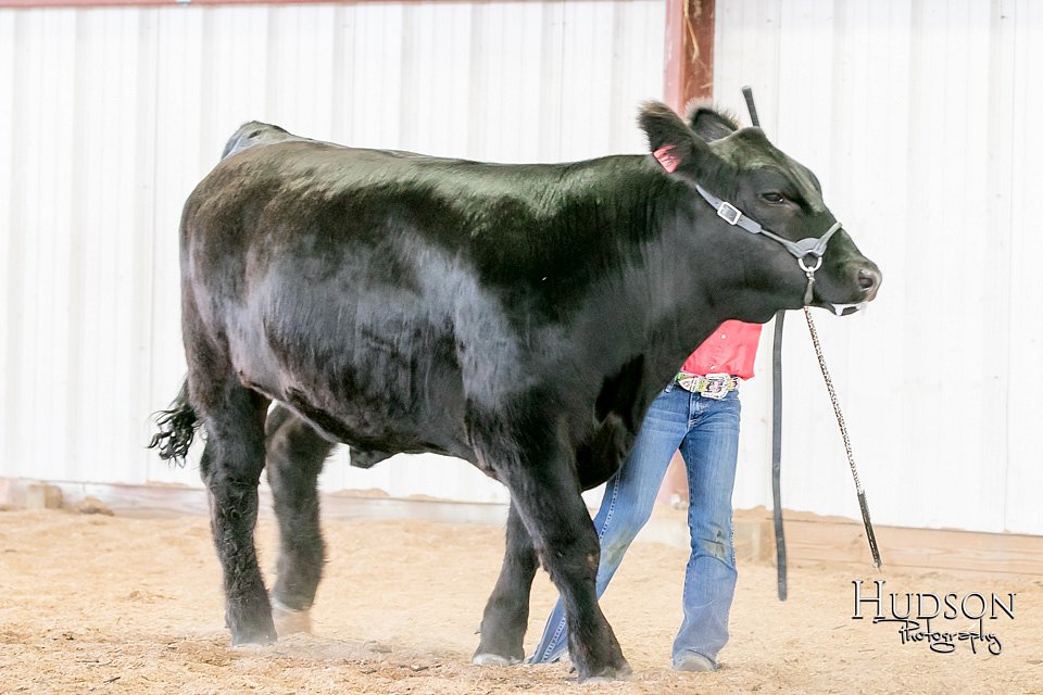 LCFAIR17-2852.jpg