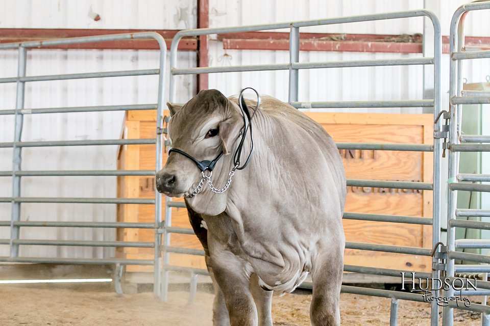 LCFAIR17-2856.jpg