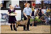 LCFAIR17-3427.jpg