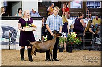 LCFAIR17-3429.jpg