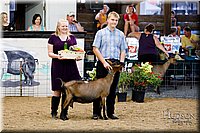 LCFAIR17-3431.jpg