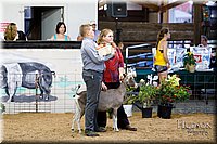 LCFAIR17-3437.jpg