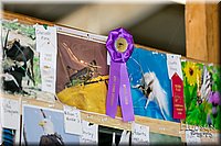 LCFAIR17-4539.jpg